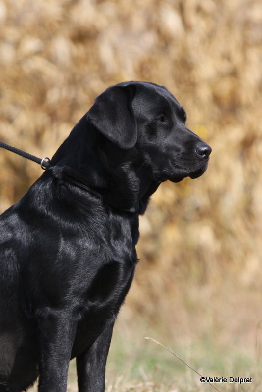 Field Erstein 09 (45).JPG